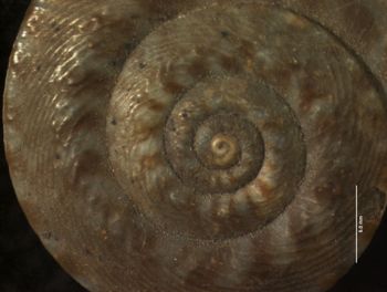 Media type: image; Malacology 156671